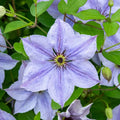 25 Skyfall Clematis Seeds Climbing Perennial Flower, Vibrant Purple with White Edges, Clematis 'Skyfall' Seeds for Garden Trellises