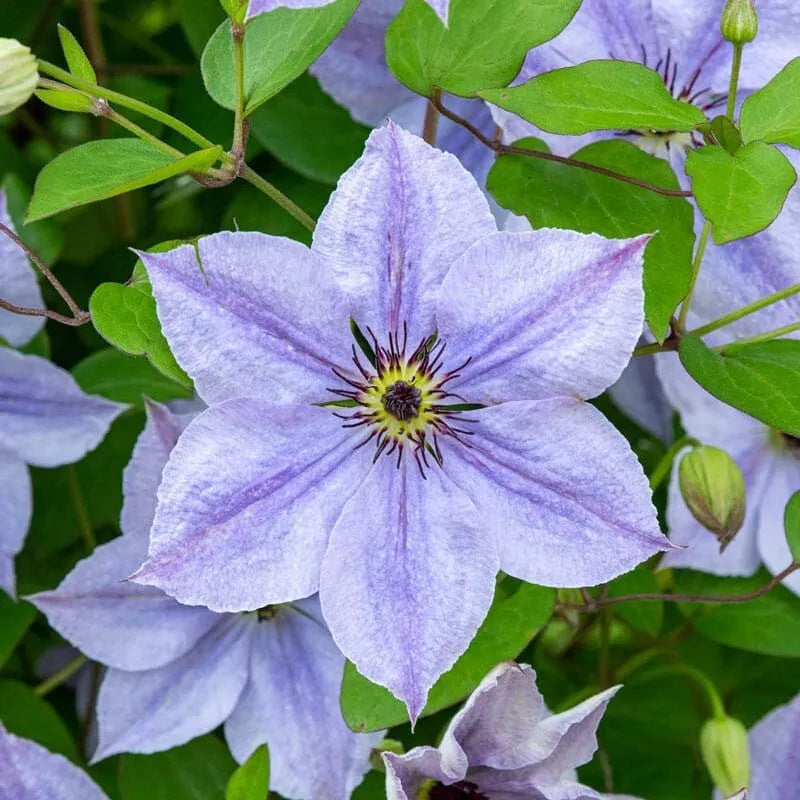 25 Skyfall Clematis Seeds Climbing Perennial Flower, Vibrant Purple with White Edges, Clematis 'Skyfall' Seeds for Garden Trellises