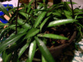Hoya Longifolia Starter Plant - Wall String Bean, Erotic Angle, Trailing Indoor/Outdoor Houseplant