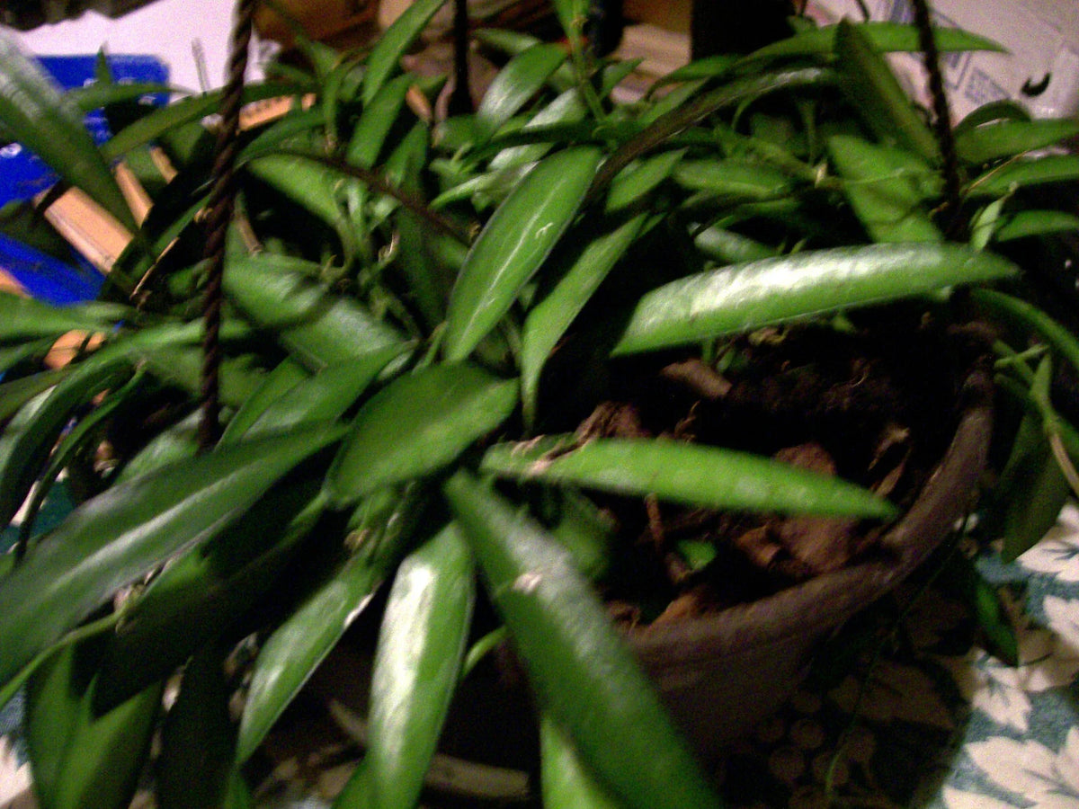 Hoya Longifolia Starter Plant - Wall String Bean, Erotic Angle, Trailing Indoor/Outdoor Houseplant