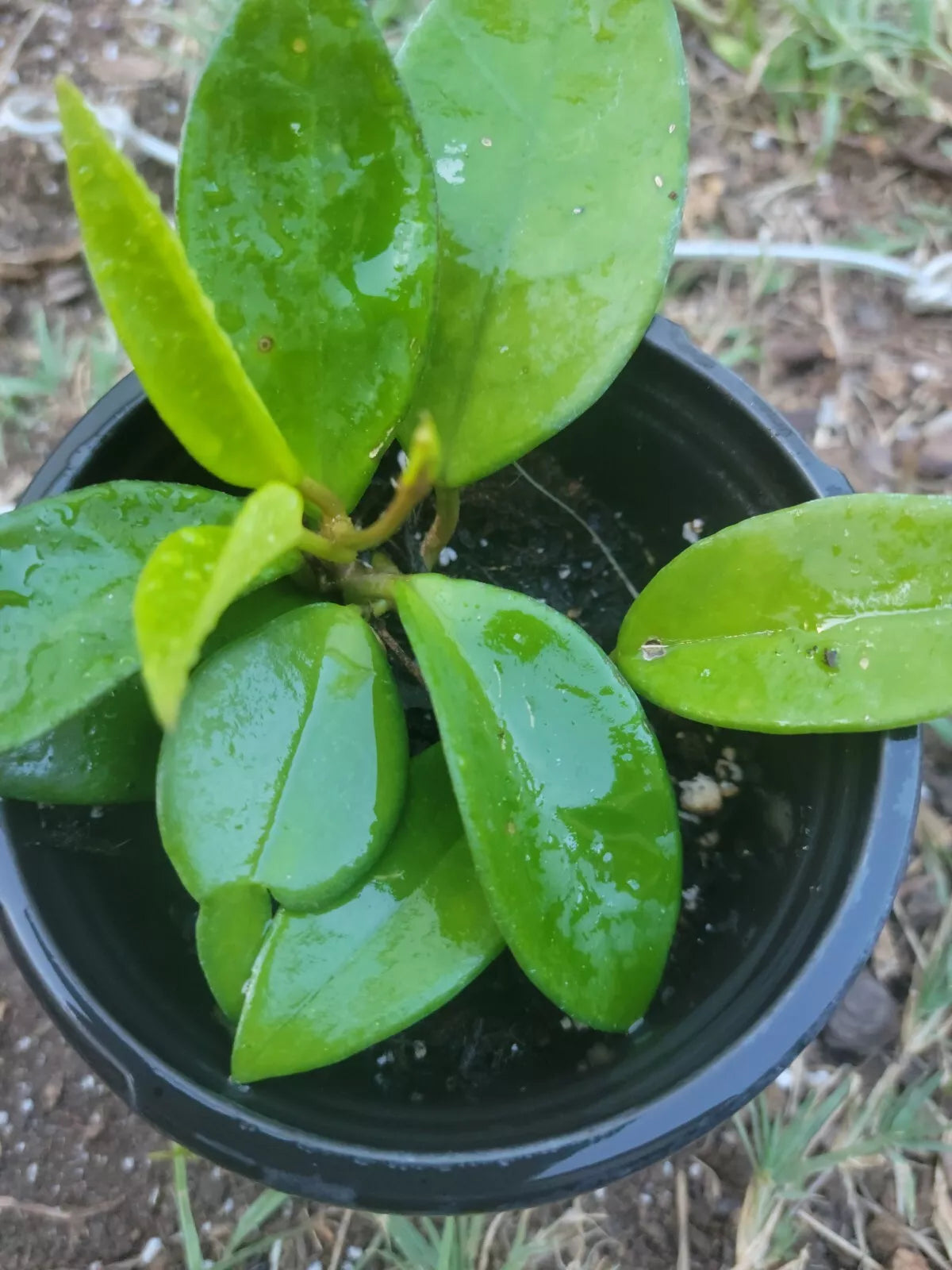 Hoya Chelsea Plant 4 Inch Pot | Wax Plant | Hoya australis subsp. rupicola | Indoor Houseplant
