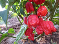 Carolina Reaper Seeds – Large Pack of 10 – Super Hot Capsicum chinense – Guinness World Record Hot Pepper Seeds