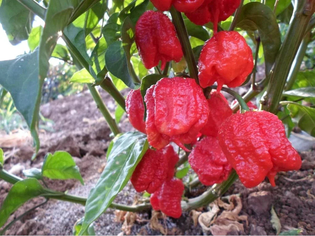 Carolina Reaper Seeds – Large Pack of 10 – Super Hot Capsicum chinense – Guinness World Record Hot Pepper Seeds