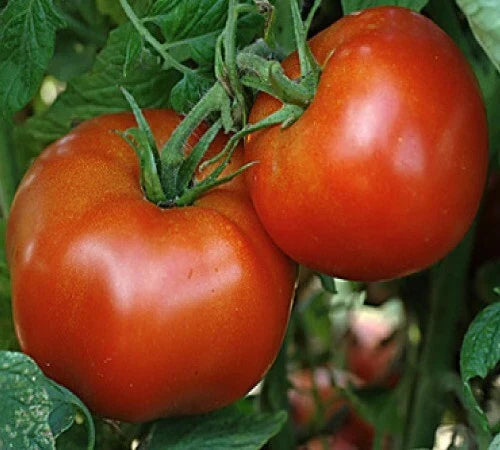 Rutgers Tomato Seeds - Heirloom Slicer Variety for Sauce - Solanum lycopersicum, Medium-sized Red Tomatoes, High Yield Seed Pack