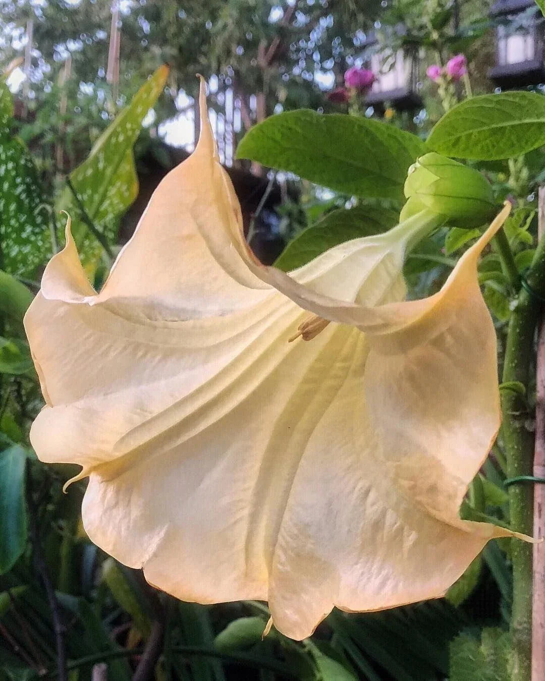 Olympic Flame Angel Trumpet Seeds - Brugmansia Datura Flower Seeds for Gardening - Bright Orange & Yellow, 10 Pack