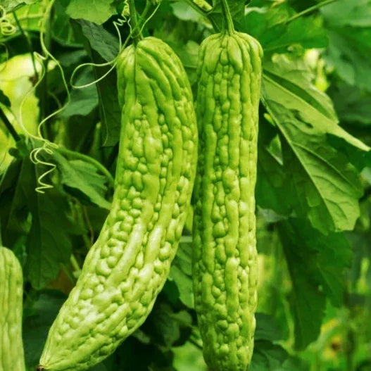 Bitter Melon Seeds - 15+ Count - Green Skin Bitter Gourd - Momordica charantia - Climbing Vine for Home Garden and Vegetable Patch