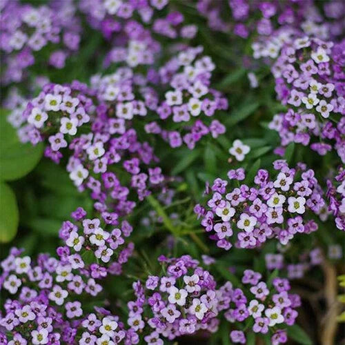 Violet Queen Alyssum Seeds | Heirloom Lobularia maritima | Purple Fragrant Flowers for Gardens & Containers