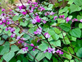 Lablab Purpureus Seeds - Purple Moon Hyacinth Bean Edible Vine for Garden, Trellis, Fences, 15+ Seeds