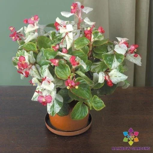 Calla Lily Begonia Seeds - Pack of 25+ for Garden Planting, Vibrant Colors, Begonia x tuberhybrida, Perennial, Easy to Grow