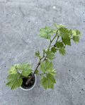 Grape Plant Cutting Vine 18” Vitis vinifera Sweet Variety in Pot for Home Gardening