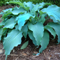 Hosta Neptune Perennial Plant in 5.25" Pot | AHGA Hosta of the Year 2023 | Shade-Loving Garden Hostas
