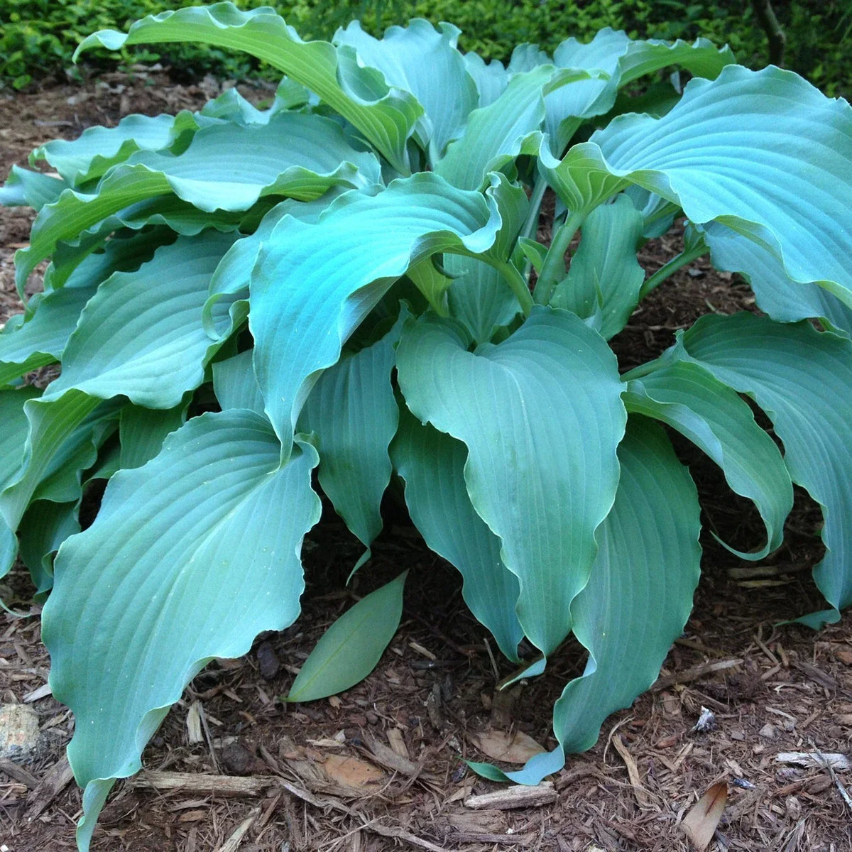 Hosta Neptune Perennial Plant in 5.25" Pot | AHGA Hosta of the Year 2023 | Shade-Loving Garden Hostas