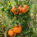 Old German Tomato Seeds - Heirloom Beefsteak Multicolor Non-GMO Organic Gardening, Solanum lycopersicum