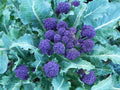 Purple Sprouting Broccoli Seeds - 100 Seeds, Brassica oleracea var. italica, Purple Heads, Culinary Vegetable, Non-GMO
