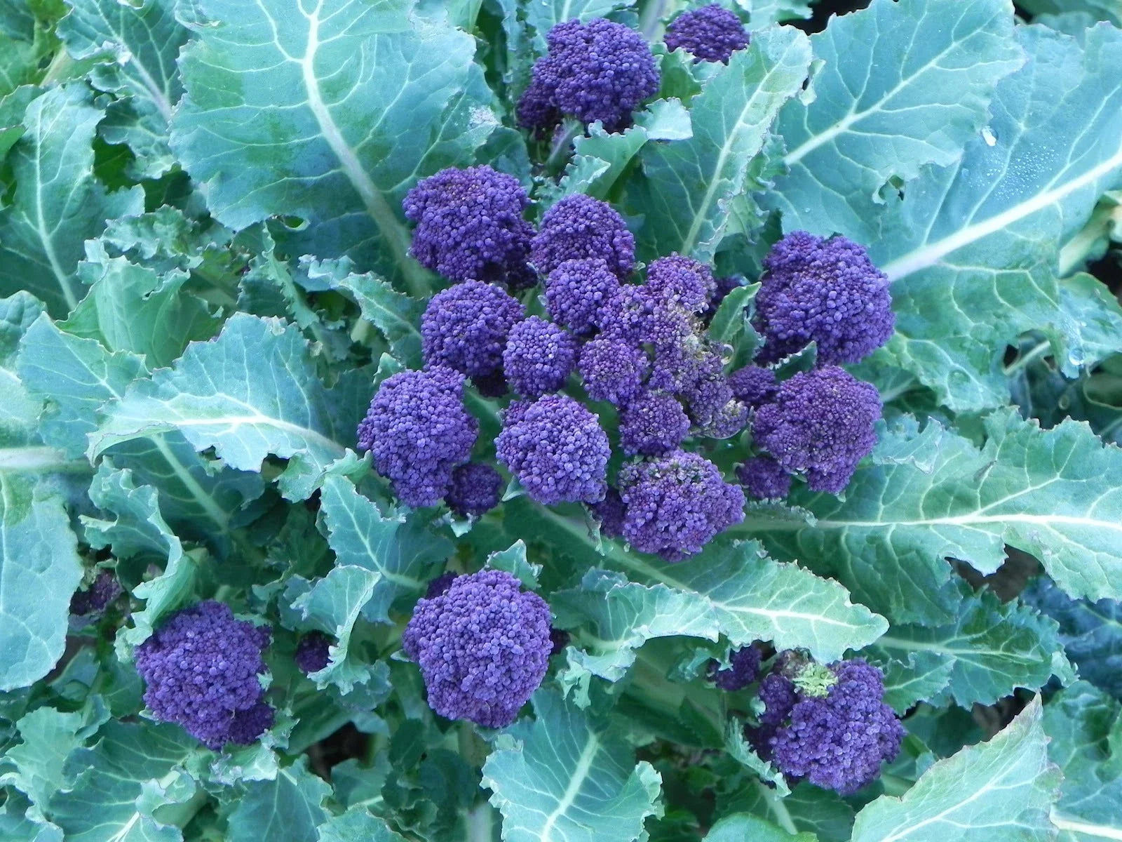 Purple Sprouting Broccoli Seeds - 100 Seeds, Brassica oleracea var. italica, Purple Heads, Culinary Vegetable, Non-GMO