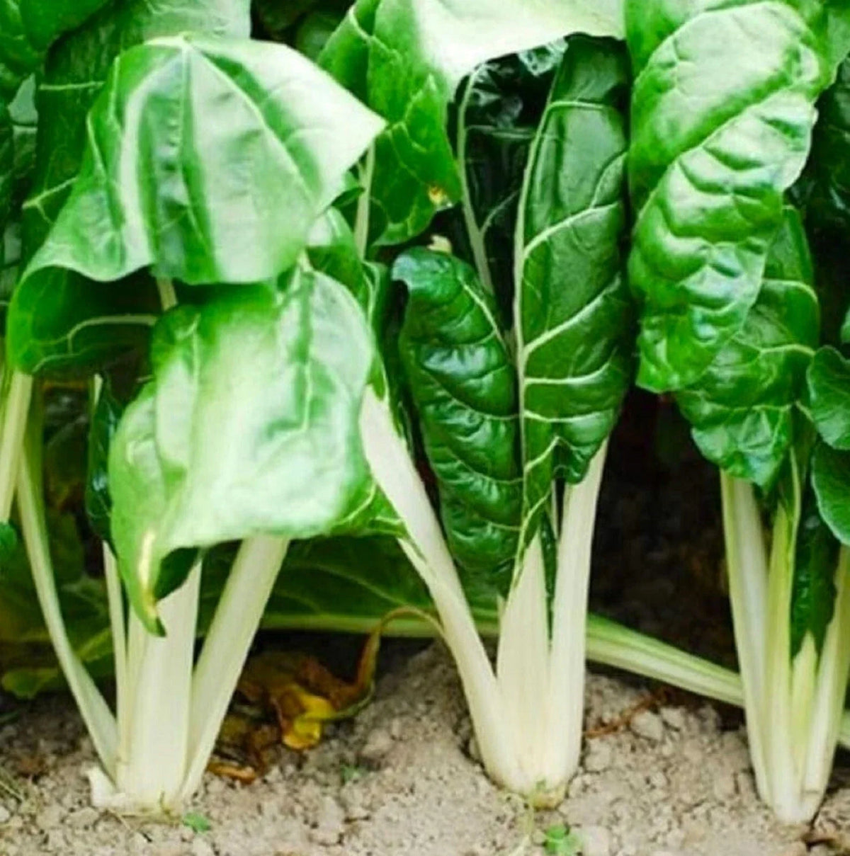 Fordhook Giant Swiss Chard Seeds – Non-GMO Beta vulgaris var. cicla, 100+ Seeds for Gardening, Leafy Greens, Full Sun