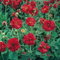 Geum Seeds - 105 Pack - Mrs. Bradshaw Red Flowers - Geum chiloense Perennial for Borders & Containers