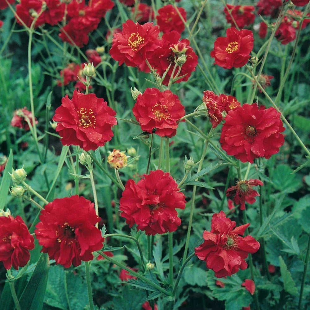 Geum Seeds - 105 Pack - Mrs. Bradshaw Red Flowers - Geum chiloense Perennial for Borders & Containers