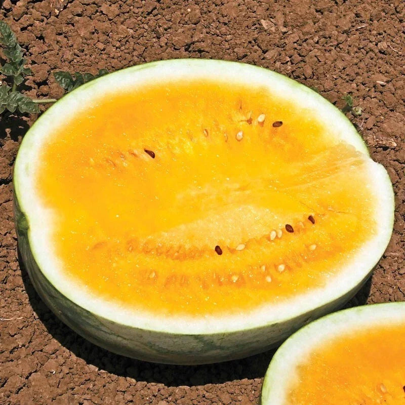 Organic Mountain Sweet Watermelon Seeds - Heirloom, Non-GMO, Citrullus lanatus, Juicy, Sweet, Home Garden, Seed Packet