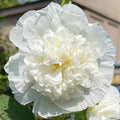 Hollyhock Seeds | Heirloom 5" Double White Flowers | Chaters Double White | Alcea rosea Perennial Seeds