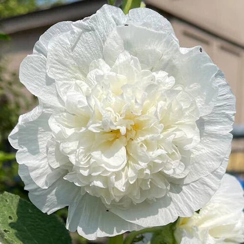 Hollyhock Seeds | Heirloom 5" Double White Flowers | Chaters Double White | Alcea rosea Perennial Seeds