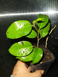 Ficus Benjamina Midnight Plant - 5 Inch Live Indoor Plant in 2.5 Inch Pot - Dark Green Ficus for Home & Office Decor