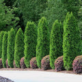 White Cedar Seeds - 50 Pack - Thuja occidentalis Evergreen Tree Seeds for Landscaping and Privacy Screens