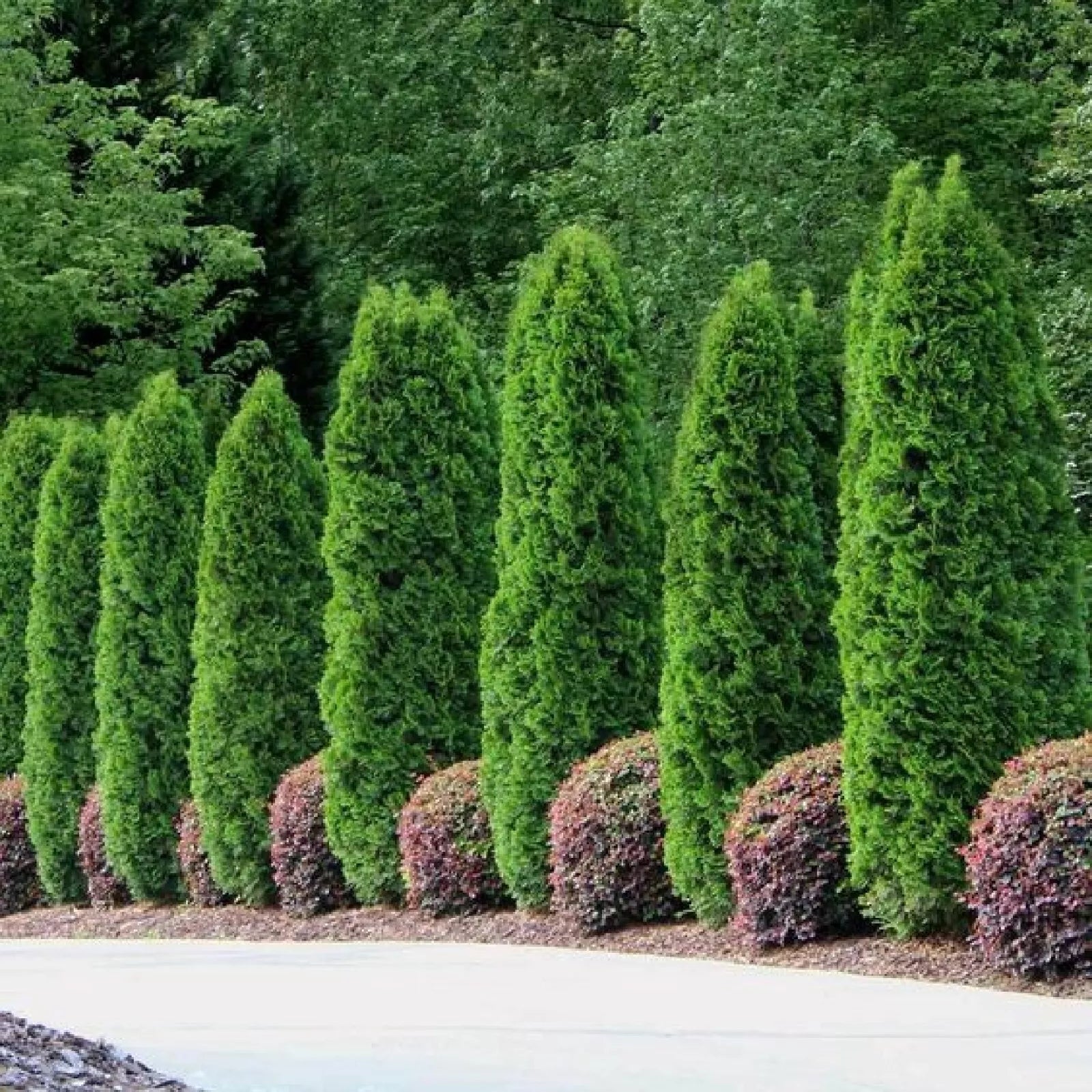 White Cedar Seeds - 50 Pack - Thuja occidentalis Evergreen Tree Seeds for Landscaping and Privacy Screens
