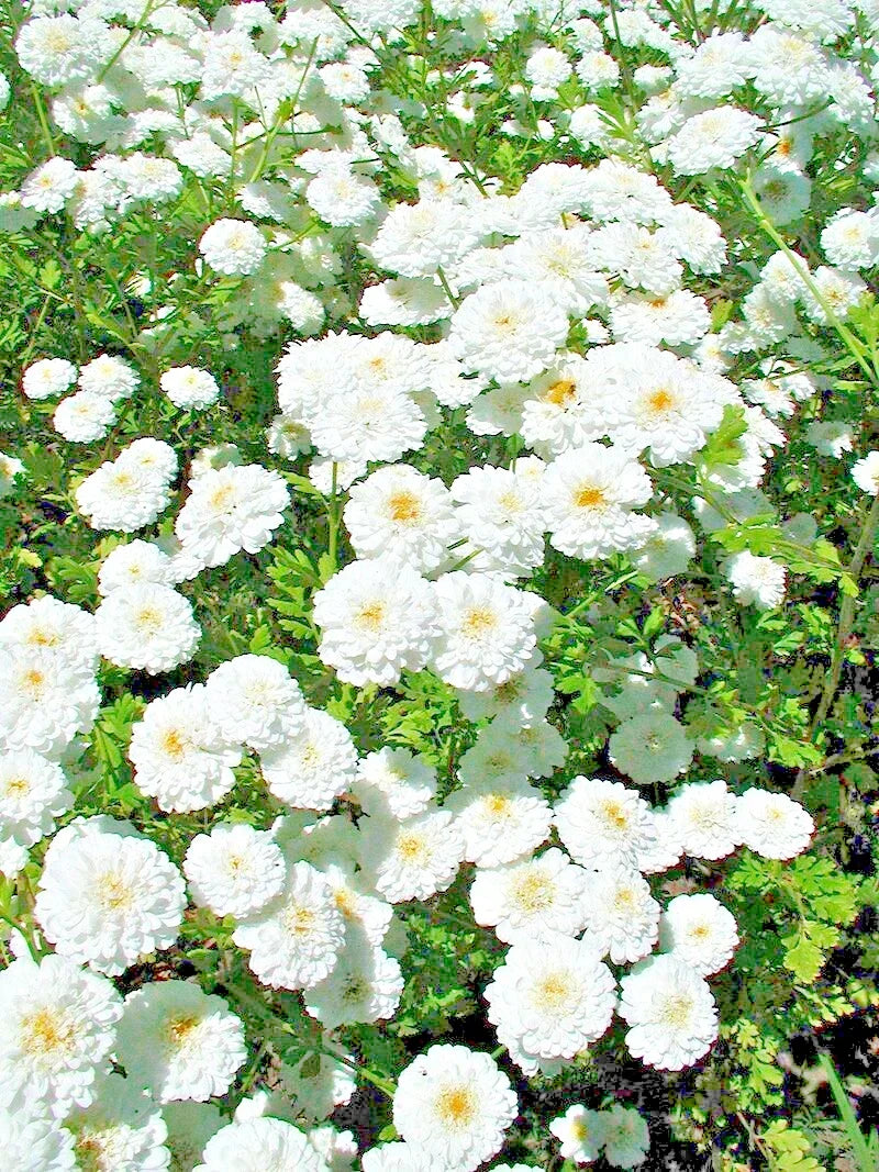 Feverfew Snowball Seeds - 200 Pack, Perennial Medicinal Herb, White Blooms, Tanacetum parthenium, Compact Bushy Growth