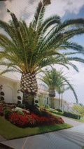 Jerusalem Palm Tree Seeds - Date Palm - Washingtonia filifera - Tropical Garden, Patio, Outdoor Landscaping
