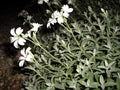 Snow in Summer Seeds - 100 Pack, White Flowers, Ground Cover, Cerastium tomentosum, Drought-Resistant, Hardy Perennial