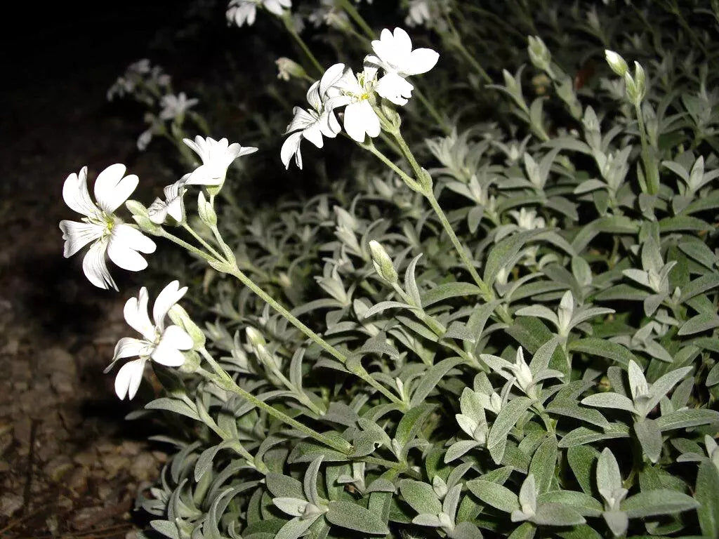 Snow in Summer Seeds - 100 Pack, White Flowers, Ground Cover, Cerastium tomentosum, Drought-Resistant, Hardy Perennial