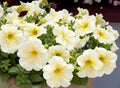Petunia Seeds Pelleted Prism Sunshine Bright Yellow Butterfly Attracting Petunia × atkinsiana