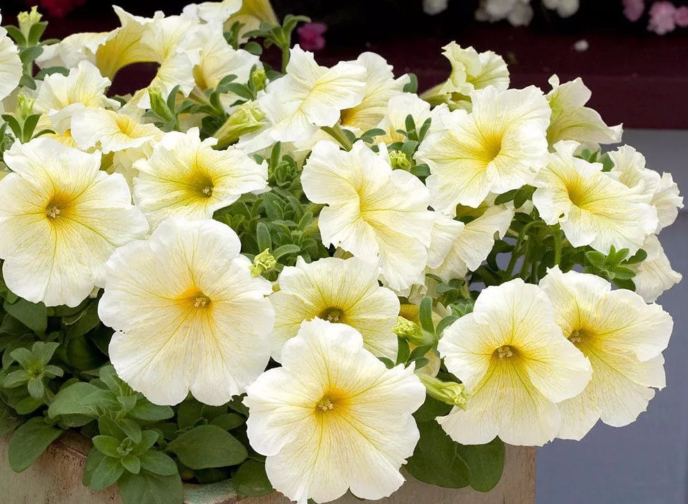 Petunia Seeds Pelleted Prism Sunshine Bright Yellow Butterfly Attracting Petunia × atkinsiana