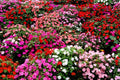 Impatiens Bush Flower Seeds - 25 Pack for Garden, Colorful Impatiens walleriana, Shade-Loving, Easy to Grow, Attracts Pollinators