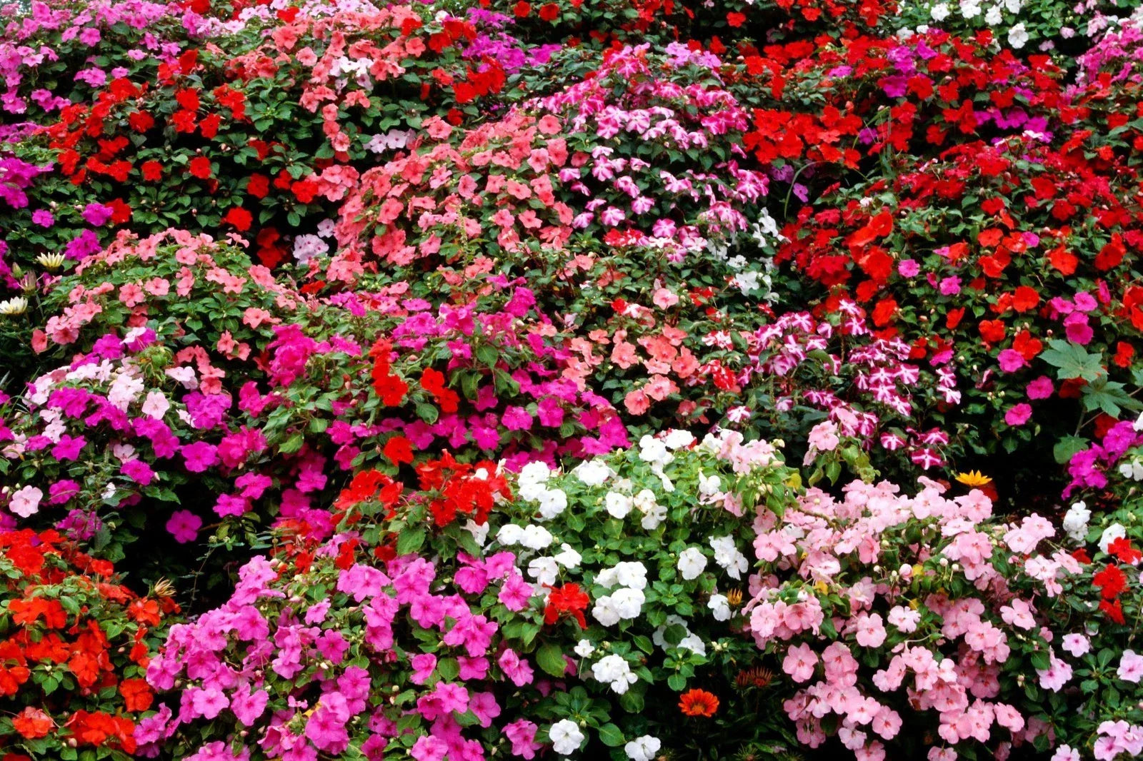Impatiens Bush Flower Seeds - 25 Pack for Garden, Colorful Impatiens walleriana, Shade-Loving, Easy to Grow, Attracts Pollinators