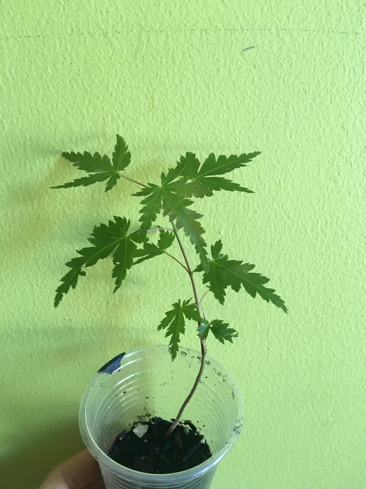 Japanese Maple Live Tree Starter 4+ Inches Acer palmatum Ornamental Foliage Garden Plant