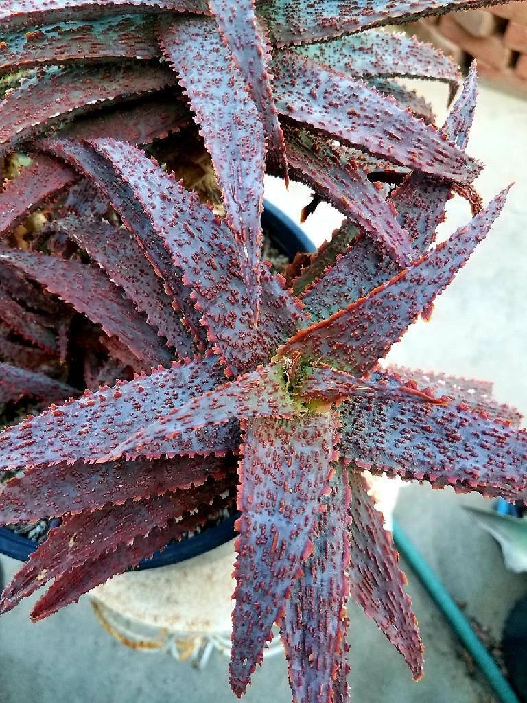 Aloe Hybrid Rooted Cutting - Inflamed Variety, Tim Harvey Hybrid, Succulent Plant for Indoor & Outdoor Gardening