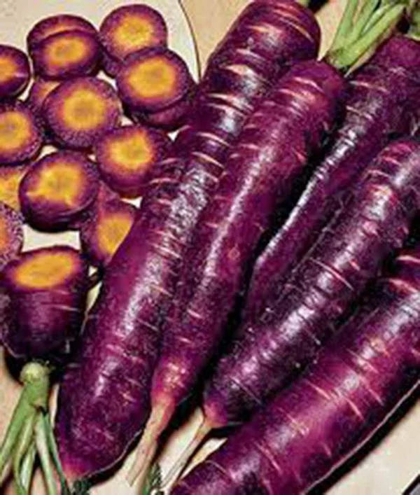 Purple Haze Carrot Seeds - 1000+ Non-GMO Hybrid Seeds for Colorful, Sweet, and Tasty Daucus carota Vegetable Garden