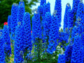 Blue Delphinium Flower Seeds - 100+ Seeds, Tall Stately Wildflowers, Delphinium elatum, Garden Seeds for Pollinators