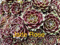 10 Jade Rose Sempervivum Succulents - Hardy Hens and Chicks Live Plants for Gardens, Zones 4-8