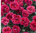 Black Cherry Frost Dianthus Plant - Bare Root Perennial with Red & Pink Blooms - Dianthus spp. Garden Ready