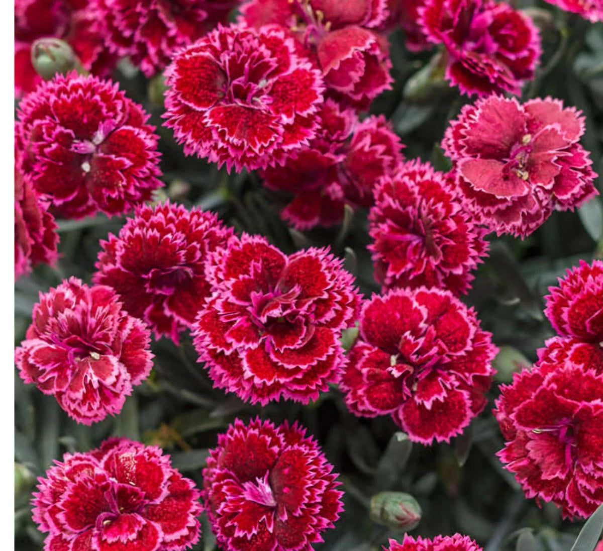 Black Cherry Frost Dianthus Plant - Bare Root Perennial with Red & Pink Blooms - Dianthus spp. Garden Ready