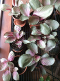 Calathea Seeds - Pink Aurora Variety - Calathea ornata - Indoor & Outdoor Garden Planting - Free Shipping USA
