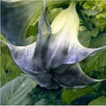 Black Angel Trumpet Seeds - 10 Pack, Fragrant Brugmansia Datura, Black Bloom, Garden Flower Seeds, US Seller