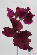 Maroon Sweet Pea Seeds - 50+ Lathyrus odoratus Climbing Vines for Garden, Fences & Borders