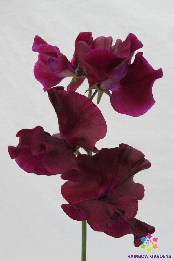 Maroon Sweet Pea Seeds - 50+ Lathyrus odoratus Climbing Vines for Garden, Fences & Borders