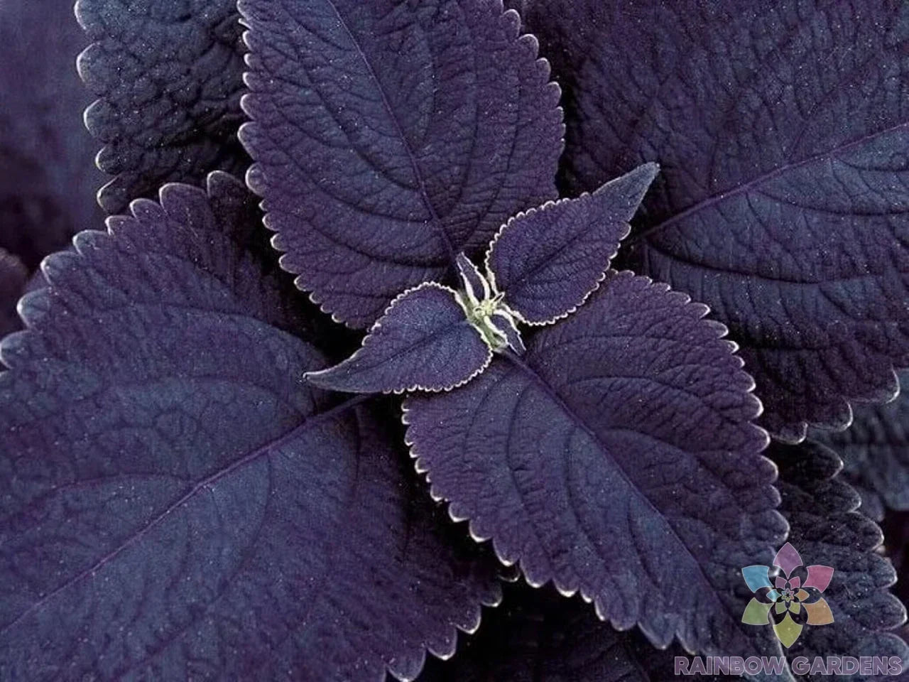 Black Coleus Seeds - 25+ Pack for Garden Planting, Solenostemon scutellarioides, Vibrant Foliage, Easy Care, USA Grown