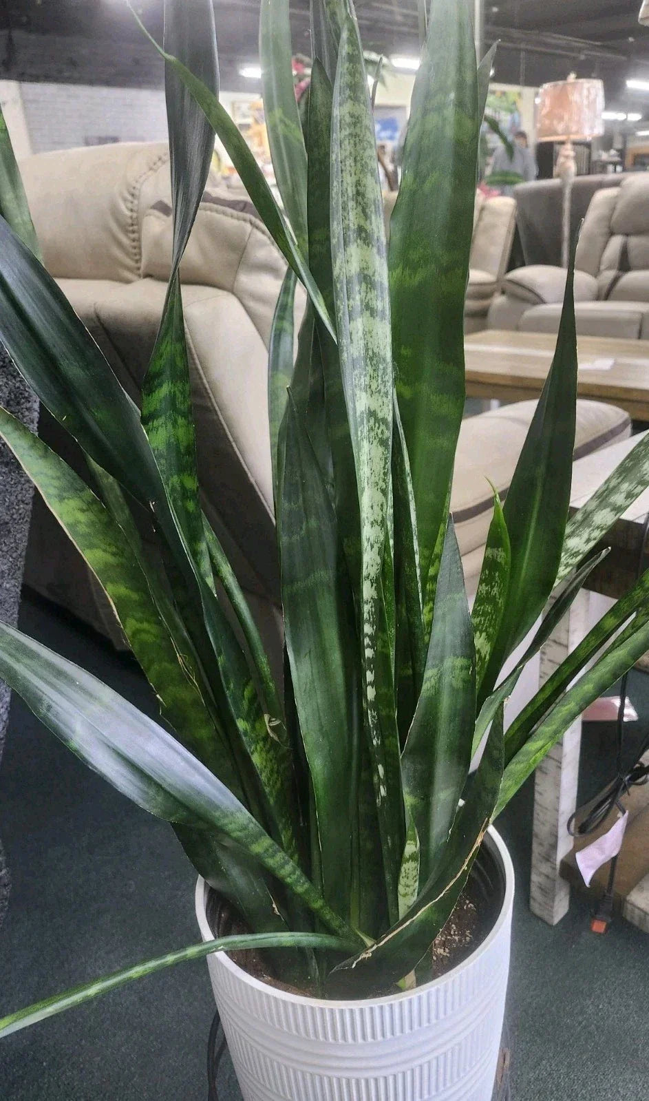 Sansevieria Trifasciata Snake Plant Leaf Cuttings – Indoor Air Purifying Houseplants – Easy to Propagate, Low-Light, Low-Maintenance
