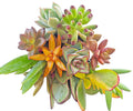 Large 4-6" Succulent Cuttings Set – 10 Easy Root Varieties for Indoor Garden & Decor